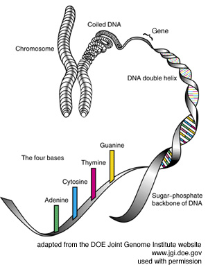 Human Genome Forum - What is a Genome?